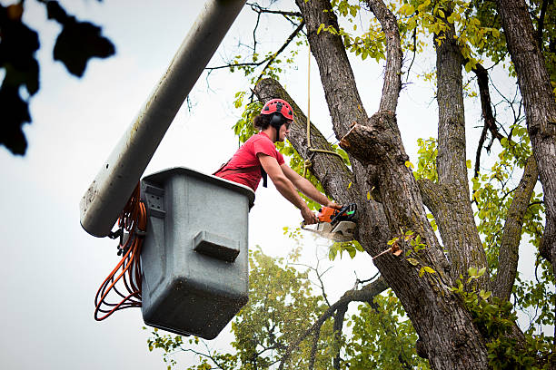 How Our Tree Care Process Works  in Franklin, CA